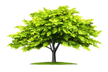 Fototapeta premium Realistic tree with lush green leaves stands tall, showcasing its vibrant foliage and sturdy trunk, evoking sense of tranquility and nature beauty
