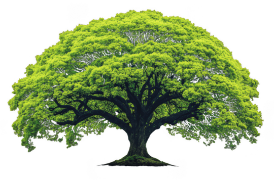 Realistic tree with lush green leaves, showcasing broad canopy and sturdy trunk, symbolizes nature beauty and vitality. This vibrant illustration captures essence of thriving ecosystem