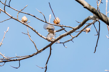 飛び回る可愛いエナガ（エナガ科）の群れ
英名学名：long tailed tit (Aegithalos caudatus)
東京都文京区にある庭園
江戸時代（17世紀）からある歴史ある公園で、かつては軍の施設、そして東京大学の学者も置かれた
現在は地域の人々の憩いの場所となっている
東京都文京区小石川植物園-2024
