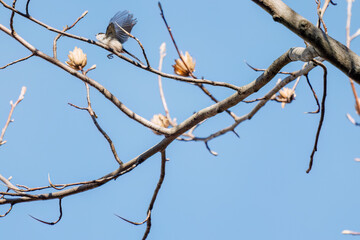 飛び回る可愛いエナガ（エナガ科）の群れ
英名学名：long tailed tit (Aegithalos caudatus)
東京都文京区にある庭園
江戸時代（17世紀）からある歴史ある公園で、かつては軍の施設、そして東京大学の学者も置かれた
現在は地域の人々の憩いの場所となっている
東京都文京区小石川植物園-2024
