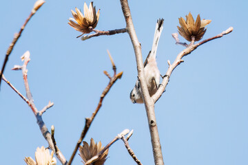 飛び回る可愛いエナガ（エナガ科）の群れ
英名学名：long tailed tit (Aegithalos caudatus)
東京都文京区にある庭園
江戸時代（17世紀）からある歴史ある公園で、かつては軍の施設、そして東京大学の学者も置かれた
現在は地域の人々の憩いの場所となっている
東京都文京区小石川植物園-2024
