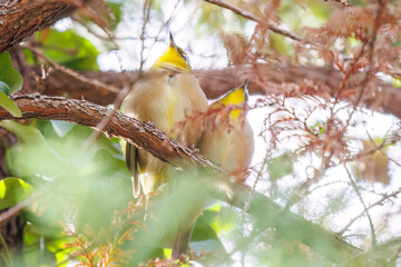 ペアの可愛いメジロ（メジロ科）
英名学名：Japanese White Eye, Zosterops Japonica (family Mejiroidea).
東京都文京区にある庭園
江戸時代（17世紀）からある歴史ある公園で、かつては軍の施設、そして東京大学の学者も置かれた
現在は地域の人々の憩いの場所となっている
東京都文京区小石川植物園-2024

