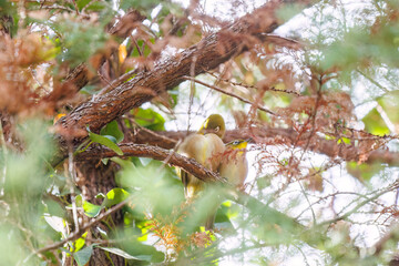 ペアの可愛いメジロ（メジロ科）
英名学名：Japanese White Eye, Zosterops Japonica (family Mejiroidea).
東京都文京区にある庭園
江戸時代（17世紀）からある歴史ある公園で、かつては軍の施設、そして東京大学の学者も置かれた
現在は地域の人々の憩いの場所となっている
東京都文京区小石川植物園-2024
