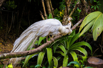 white peafowl (or peacock) perched on a tree branch. the white color on the entire body of the...