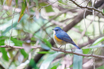 幸せの青い鳥、可愛いルリビタキ（ヒタキ科）
英名学名：Red flanked Bluetail...