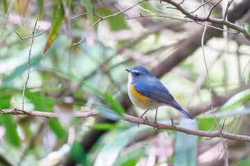 幸せの青い鳥、可愛いルリビタキ（ヒタキ科）
英名学名：Red flanked Bluetail (Tarsiger cyanurus)
東京都文京区にある庭園
江戸時代（17世紀）からある歴史ある公園で、かつては軍の施設、そして東京大学の学者も置かれた
現在は地域の人々の憩いの場所となっている
東京都文京区小石川植物園-2024
