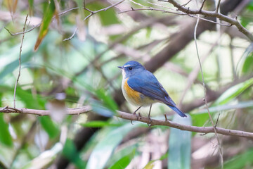 Fototapeta premium 幸せの青い鳥、可愛いルリビタキ（ヒタキ科） 英名学名：Red flanked Bluetail (Tarsiger cyanurus) 東京都文京区にある庭園 江戸時代（17世紀）からある歴史ある公園で、かつては軍の施設、そして東京大学の学者も置かれた 現在は地域の人々の憩いの場所となっている 東京都文京区小石川植物園-2024 