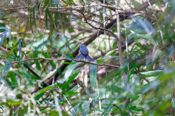 Obraz premium 幸せの青い鳥、可愛いルリビタキ（ヒタキ科） 英名学名：Red flanked Bluetail (Tarsiger cyanurus) 東京都文京区にある庭園 江戸時代（17世紀）からある歴史ある公園で、かつては軍の施設、そして東京大学の学者も置かれた 現在は地域の人々の憩いの場所となっている 東京都文京区小石川植物園-2024 