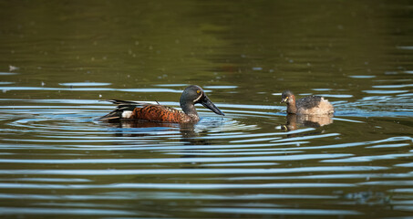 Australasian Shoveler (Spatula rhynochotis) and a grebe.