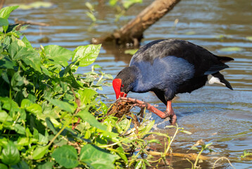 Purple Swamphen (Porphyrio Porhyrio) foraging in the vegetation for food.
