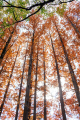 メタセコイア並木（ヒノキ科）
英名学名：Metasequoia, Dawn Redwood.
東京都文京区にある庭園
江戸時代（17世紀）からある歴史ある公園で、かつては軍の施設、そして東京大学の学者も置かれた
現在は地域の人々の憩いの場所となっている
東京都文京区小石川植物園-2024
