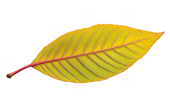 Vibrant yellow leaf with intricate veins stands out against transparency background, showcasing its natural beauty and unique texture. This leaf captures essence of autumn and changing seasons - Powered by Adobe