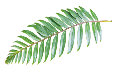 Vibrant tropical leaf with glossy texture, showcasing its elongated shape and rich green color against transparency background, evokes sense of nature beauty and tranquility
