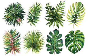 Tropical leaves collection featuring various shapes and colors on transparency background, showcasing vibrant greens and subtle pink accents, perfect for nature inspired designs