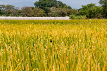 Aves en medio del arroz