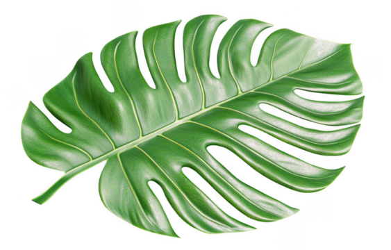 Vibrant tropical leaf with intricate cut out patterns stands out against transparency background, showcasing its lush green color and glossy texture, evoking sense of nature beauty and tranquility