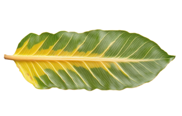 Vibrant tropical leaf with striking green and yellow patterns, showcasing its natural beauty against transparency background. This leaf adds touch of exotic elegance to any design