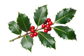 holly leaves and berries