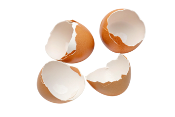 broken egg shells