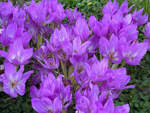 blooming purple colchicum crocus among green grass