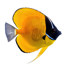 Colorful butterflyfish exhibiting vibrant patterns on a white background, Butterflyfish on white background