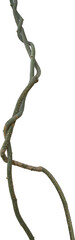 Twisted dried Liana jungle vine.