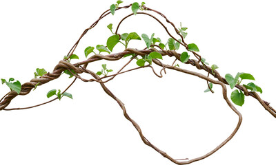 Fototapeta na wymiar Vine plant, Branch creeper leaf green, Liana tropical nature.