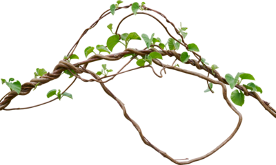 Vine plant, Branch creeper leaf green, Liana tropical nature.