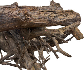 Root of tree, Wood old