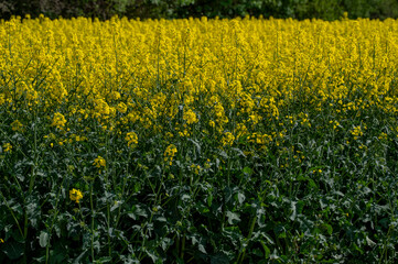 Obraz premium Yellow flowers of Brassica Napus. Flowering rapeseed, canola or colza.