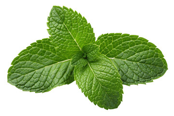mint isolated on white background
