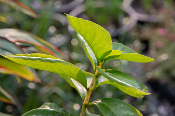 Close-up of a bright green leaf glowing in sunlight, showing its intricate vein pattern with a soft, blurred background.