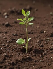 Close-up of sprouting pea seedling in rich soil,  growth,  healthy,  dirt