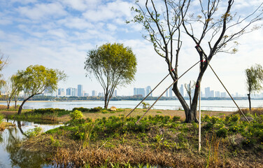 Tranquil Waterside Landscape with Urban Skyline in the Background