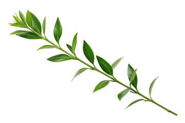 Naklejka premium green leaves isolated on white