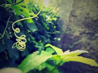 Morning Sunlight on Climbing Plant Leaves, Serene Natural Atmosphere
