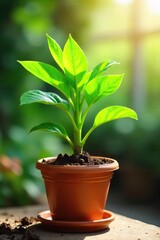 Obraz premium Lush green plant thriving in a terracotta pot, vibrant leaves reaching for sunlight, healthy growth, abundant foliage , botanical, nature, abundant