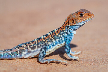 Australian Male Painted Dragon in breeding colours