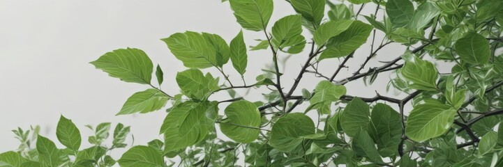 Fototapeta premium Vibrant green leaves, crisp detail, pure white background, closeup, foliage, vibrant