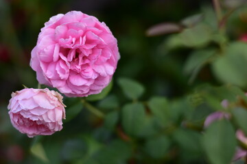 Beautiful pink rose in the garden on a blurred natural green background, Closeup of a blooming beautiful garden rose flowers, May rose blooms in the garden