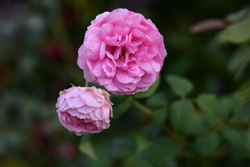 Beautiful pink rose in the garden on a blurred natural green background, Closeup of a blooming beautiful garden rose flowers, May rose blooms in the garden