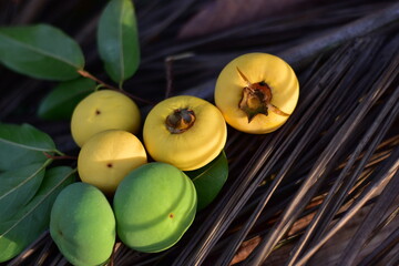 Gold Apple, Diospyros decandra Lour. Thai fruit and Thai herb, Diospyros decandra Lour, goldapple, Diospyros decandra Lour fruit ( Ebenaceae ) gold apple ,fruit and herb