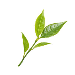 Fresh tea leaves isolated on a bright white background showcasing their vibrant color and texture, fresh tea leafisolated on white background