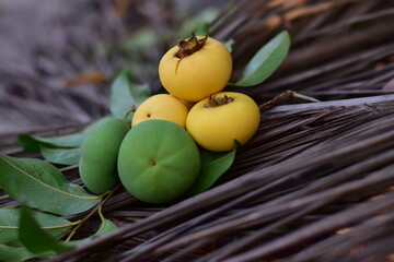Gold Apple, Diospyros decandra Lour. Thai fruit and Thai herb, Diospyros decandra Lour, goldapple, Diospyros decandra Lour fruit ( Ebenaceae ) gold apple ,fruit and herb