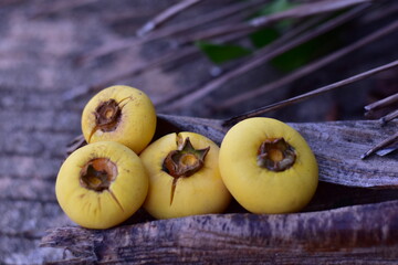 Gold Apple, Diospyros decandra Lour. Thai fruit and Thai herb, Diospyros decandra Lour, goldapple, Diospyros decandra Lour fruit ( Ebenaceae ) gold apple ,fruit and herb