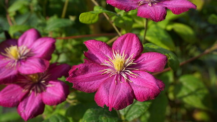 Obraz premium Vibrant Purple Clematis Etoile Violette, in Full Bloom on a Garden Trellis – Large-Flowered Climbing Perennial with Creamy Yellow Stamens and Lush Green Foliage in Summer Sunlight.