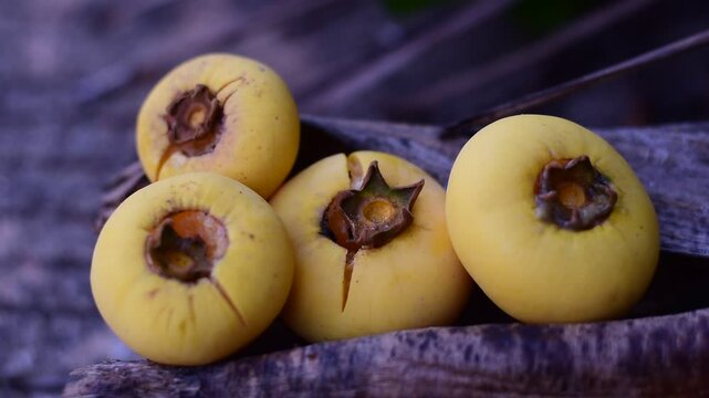 Gold Apple, Diospyros decandra Lour. Thai fruit and Thai herb, Diospyros decandra Lour, goldapple, Diospyros decandra Lour fruit ( Ebenaceae ) gold apple ,fruit and herb