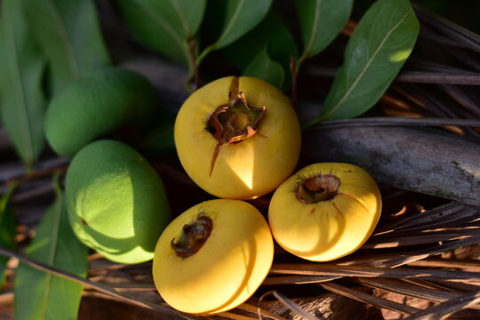 Gold Apple, Diospyros decandra Lour. Thai fruit and Thai herb, Diospyros decandra Lour, goldapple, Diospyros decandra Lour fruit ( Ebenaceae ) gold apple ,fruit and herb