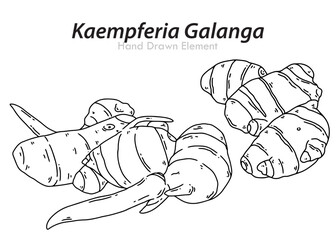 hand drawn vector illustration of an kaempferia galanga
