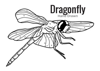vector illustration of a flying Dragonfly.